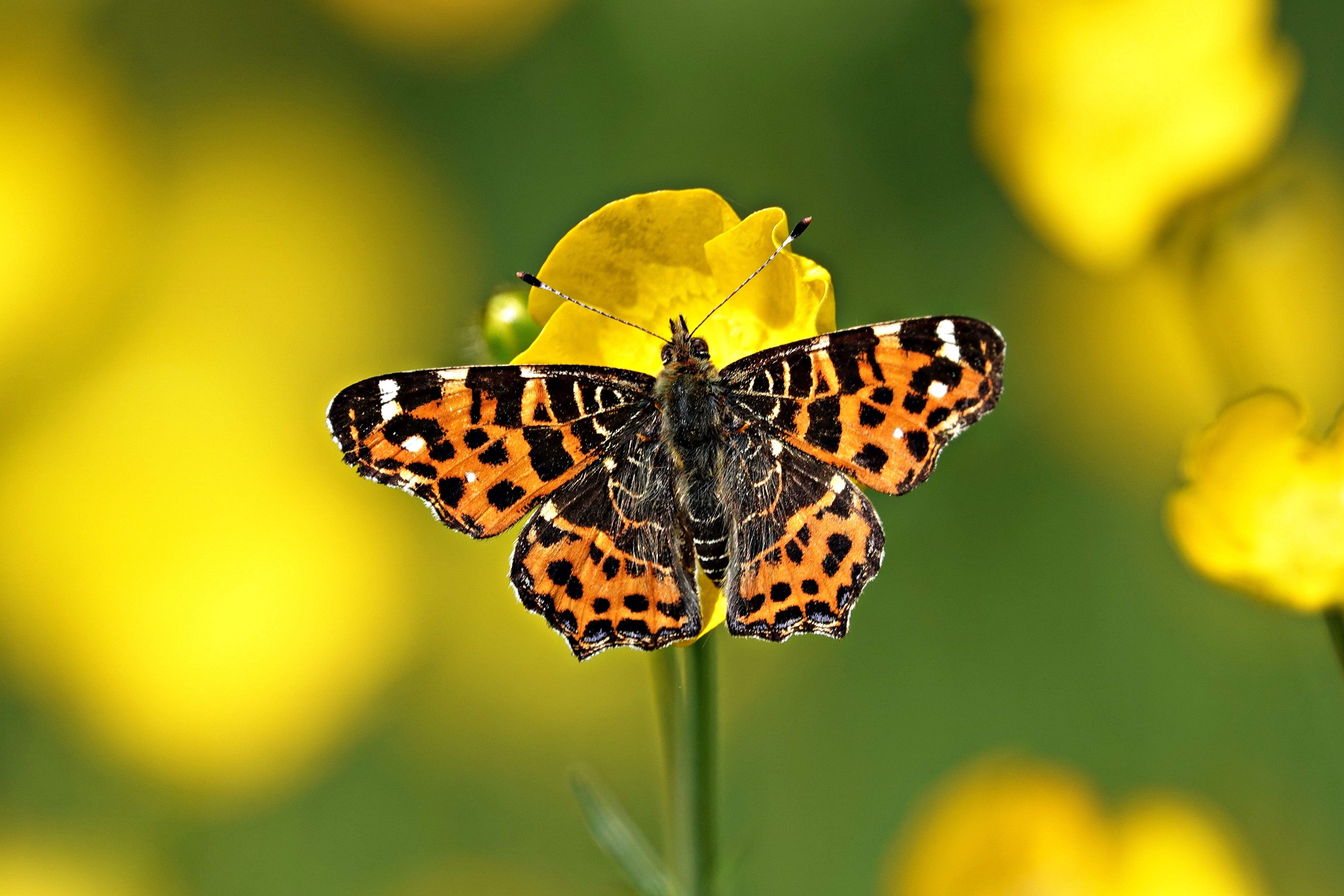 Vlinders in je tuin herkennen Top 10 Natuurmonumenten
